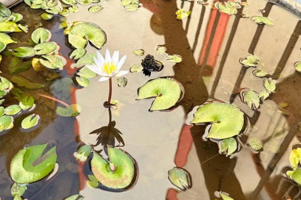 Lotus pond at Ganaka Motel Igatpuri